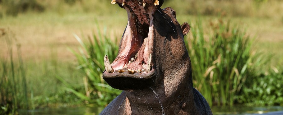 Uganda