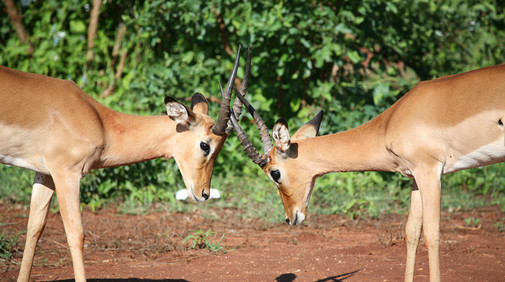�stra och V�stra Tsavo Nationalparker