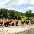 Safari i Tanzania - kombinera med Zanzibar