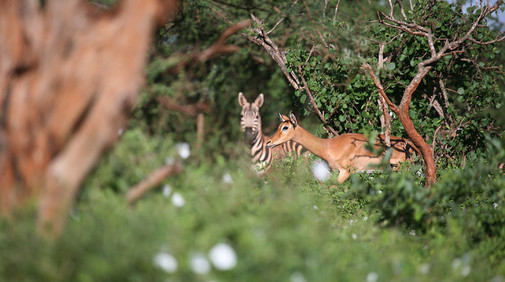 �stra och V�stra Tsavo Nationalparker