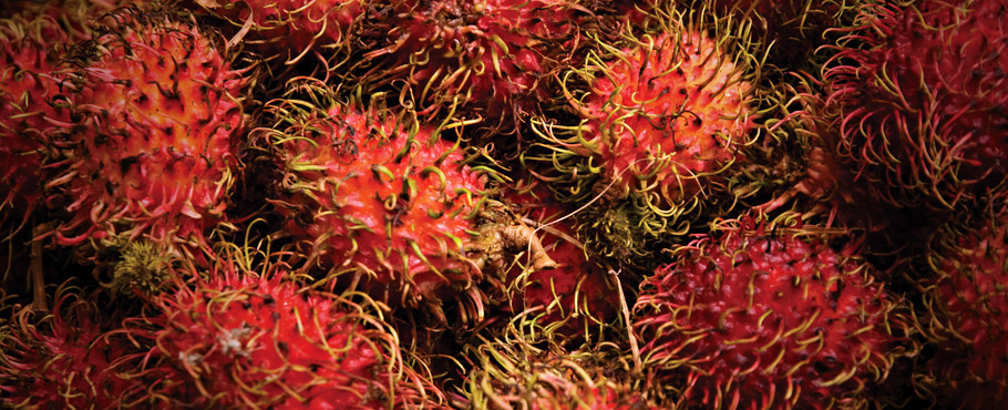 Filippinerna