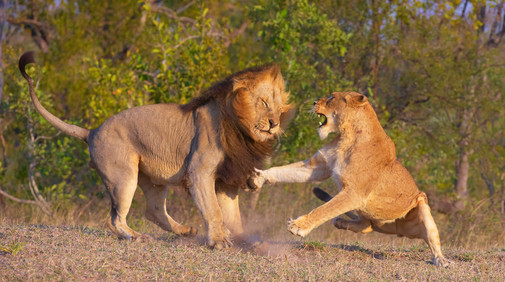 Masai Mara, Kenya.