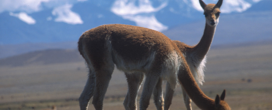 Bolivia
