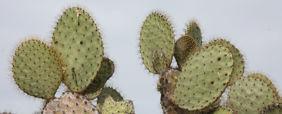 Ecuador