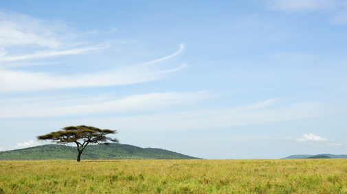 Serengetis nationalpark